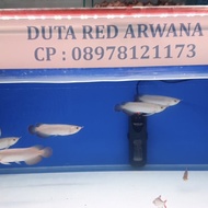 ikan arwana super red 16-17cm
