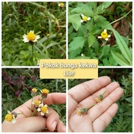 pokok bunga kekwa liar