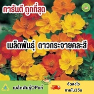 ถูกที่สุด เมล็ดพันธุ์ ดอกดาวกระจายคละสี ส้มเหลือง