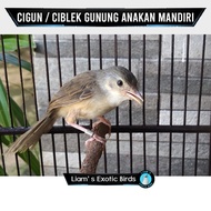Burung Cigun Ciblek Gunung Pilihan jantan