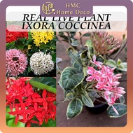 Real Live Plant Ixora Coccinea Flowers Plants Ixora Variegated Jungle Geranium Pokok Hidup 龙船花