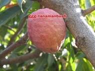Bibit Sirsak Merah Jumbo Hasil Okulasi siap berbuah