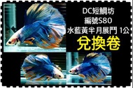 【DC短鯛鬥魚坊】#編號S80｜水藍黃半月展鬥兌換卷