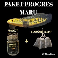 [Terbaru] Paket Channa Maru Ys Progres + Maggot + Ketapang Celup Bahan