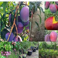 ANAK POKOK MANGGA IRWIN HYBRID (PURPLE MANGO) [WEST MALAYSIA ONLY]