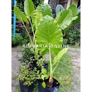 Keladi Gajah Live Plant