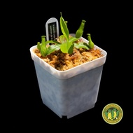 N. gracilis seedling (beginner friendly carnivorous plant, pitcher plant, nepenthes, monkey cups)