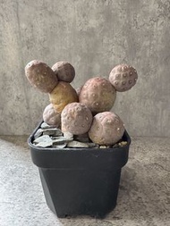 習志野群 多肉植物 塊根 盆栽 仙人掌