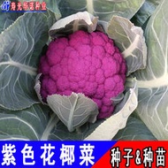 ⑧比特色花椰菜西蘭花紫紅色菜花種籽紫妃一號花菜種子 種籽春秋種菜籽hn