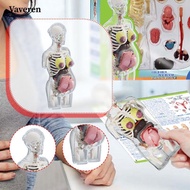 [Vaveren] Human Body Anatomy Model Puzzle Kit Body Parts Organs Teaching Tool Transparent