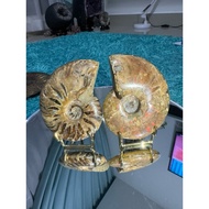 Ammonite Single Pairing