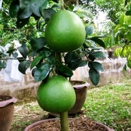 Pokok Limau Bali Isi Putih/Anak pokok