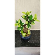 The clay custard apple tree is 20 to 22cm tall