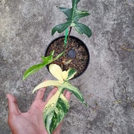 flobe - philodendron flobe - philodendron florida beauty varigata