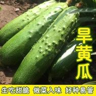 Fruit Cucumber Seeds Pressed Lying Rack Four Seasons Potted Plants Spring Autumn Cucumber Planting D