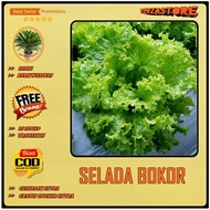 biji benih bibit selada bokor f1 /50 biji