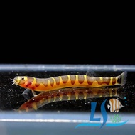 Calico Kuhli Loach (3 Pieces) 马蛇鱼 by LS Aquatic