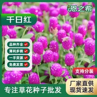 Ready Straw Wholesale Thousand Days Red Seeds Thousand Days Purple Hundred Days Red Fireball Flowers