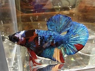 Giant multicolour HMPK Betta/ Giant Halfmoon