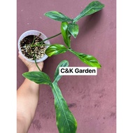 [C&K] Philodendron 69686 | Keladi Pokok Viral | Rare Plant