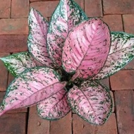 tanaman hias aglaonema ruby pink