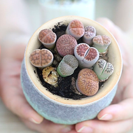 6 in 1 | Colourful Lithops Succulent