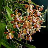 Vanda Limbata Java Dewasa