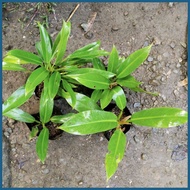╳ ➡ ✼ PHILODENDRON ORLANDO PLANT FOR SALE