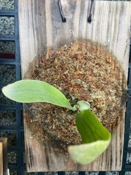 鹿角蕨P.Kiyohime 清姬 己上板療癒植物-天南星-觀葉-室內-文青風-IG網紅-植物-療癒植物-蕨類植物