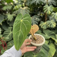 Anthurium regale 