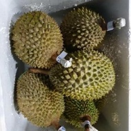 Durian Musang King Malaysia Utuh