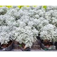 Crossothephium Bonsai Plant