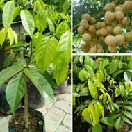 Bibit Buah Unggul Buah Duku🌱 yang berasal dari Asia Tenggara sebelah barat ini memiliki kemiripan de