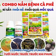 Combo kiểm soát bệnh nấm và vi khuẩn trên cây cà phê – Cyfamo 300SC + Atilora 48EC + SieuKhuan 700WP