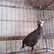puyuh gonggong