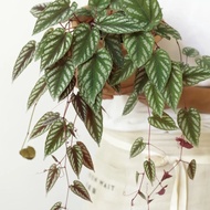 Cissus discolor Cissus discolor Climbing Vine Hanging Foliage Plants Potted Rainforest Tank Landscap