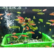 German Treasure JBL Sinking Bottom And Adhesive Nutritious Vegetable Tablets [Single Piece] (Novo Fe