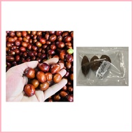 ◹ ◊☜ jujube chinese dates mansanitas fruit tree seeds