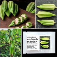 เมล็ดพันธุ์ กระเจี๊ยบเขียว สตาร์ออฟเดวิด Star Of David Okra Seed 20 เมล็ด