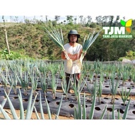 * TM PLAZA +-5000 BIJI/BIBIT BAWANG DAUN SUPER/BENIH BAWANG DAUN/BIJI