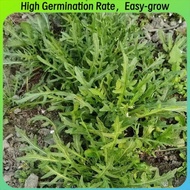 ARUGULA SEEDS (400 seeds) - Rocket Arugula