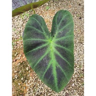Colocasia Aloha (Rare)