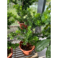 Podocarpus Bonsai (0.5-0.6m height) real plant free organic fertiliser 0.5kg free organic soil 3kg