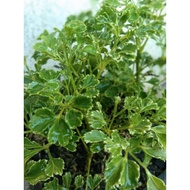 Papua Plant Polyscias Guilfoylei