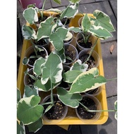 Alocasia Mickey Mouse