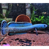 Aquarium 20"x14"x10" channa fish glass/aquarium glass channa fish tank 6mm Thick glass (packing Usin