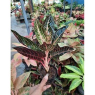 Tanaman Hias Aglaonema RED SUMATRA BESAR