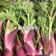 Ready Stock Quick Shipment Thorn Dragon Sprout Seeds High-Quality Thorn Tender Sprout Seeds Characte