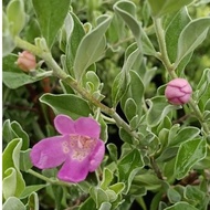 Anak Pokok Hiasan Texas Sage/Leucophyllum frutescens
