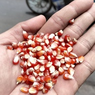 jagung kristal merah delima